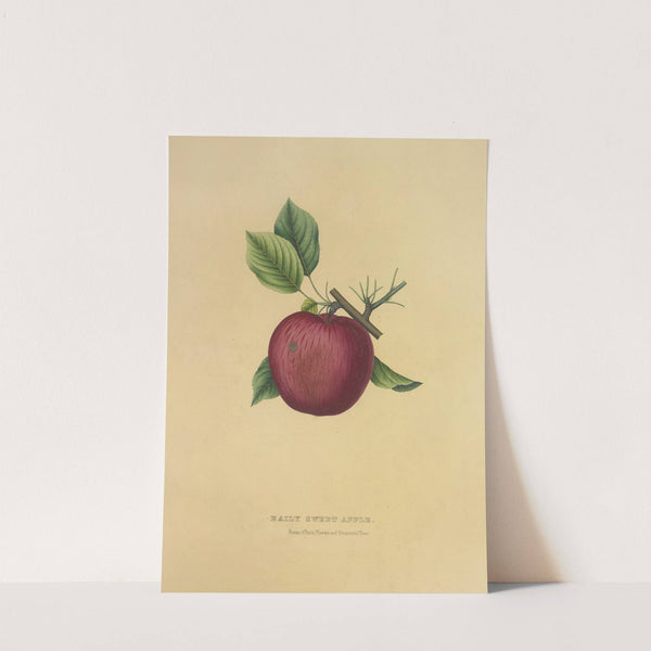 Baily Sweet Apple (1872) by Dellon Marcus Dewey