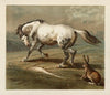 Ballad of the lost hare Pl.05