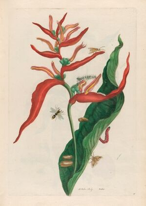 Ballia (1719)