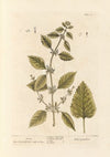 Balm