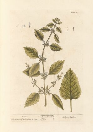 Balm