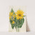 Balsamroot (Balsamorhiza sagittata) (1923) by Mary Vaux Walcott