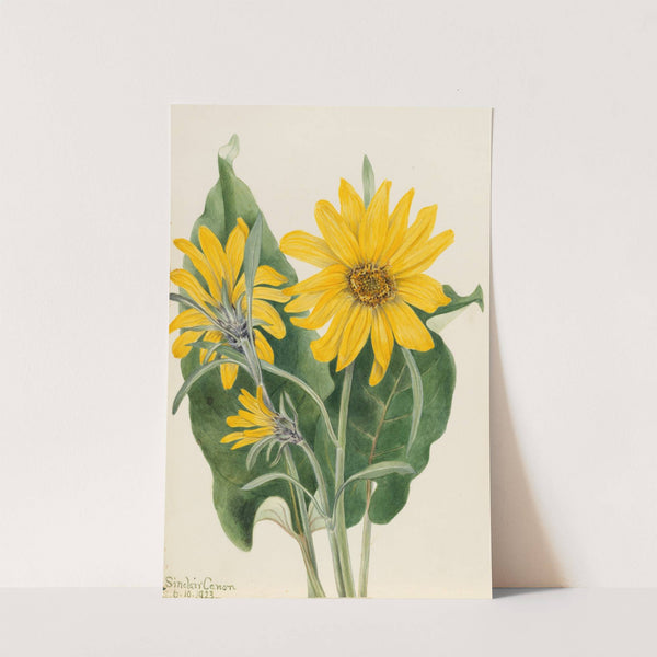 Balsamroot (Balsamorhiza sagittata) (1923) by Mary Vaux Walcott