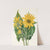 Balsamroot. (Balsamorhiza sagittata) (1925) by Mary Vaux Walcott