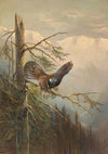 Balzender Auerhahn
