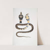 Banded Cobra Capella, variety, Naia tripudians, var. fasciata. by John Edward Gray