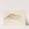 Banded Mongoose. (1837) by Charles Hamilton Smith