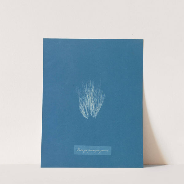 Bangia fusco-purpurea by Anna Atkins