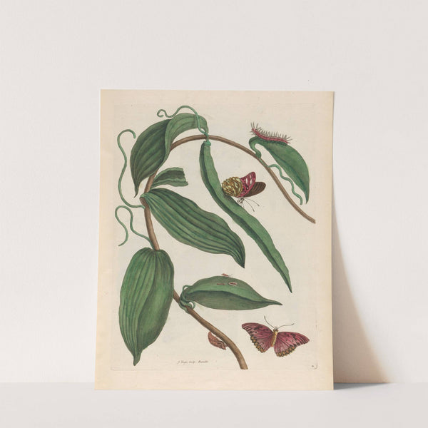 Banille (1719) by Maria Sibylla Merian