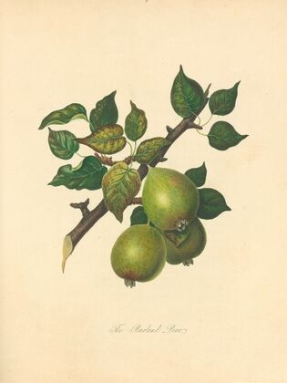 Barland pear