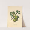 Barland pear by Thomas Andrew Knight