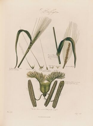 Barley (1799–1810)