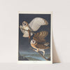 Barn owl by John James Audubon