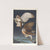 Barn owl by John James Audubon