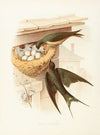 Barn Swallow