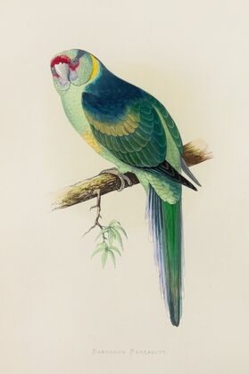 Barnard’s or the Bulla Bulla Parrakeet (1884-1887)