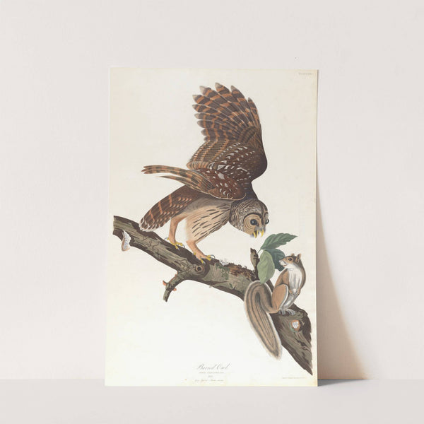 Barred owl by John James Audubon