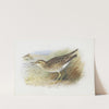 Bartram’s Plover by Archibald Thorburn
