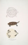 Baska Terrapin, Emys Baska.
