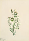 Bastard Toadflax (Comandra pallida) (1923)