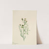 Bastard Toadflax (Comandra pallida) (1923) by Mary Vaux Walcott