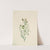Bastard Toadflax (Comandra pallida) (1923) by Mary Vaux Walcott