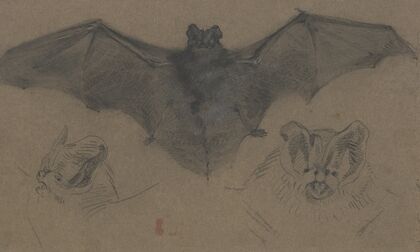Bat (ca 1818-1822)