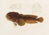 Batrachus Algeriensis (1844-1867)