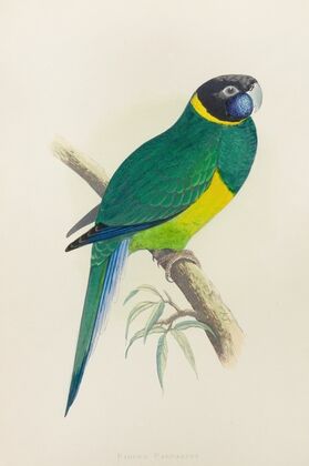 Bauer’s Parrakeet (1884-1887)