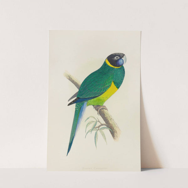 Bauer’s Parrakeet (1884-1887) by Alexander Francis Lydon