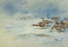 Arnacle Geese (1935.)