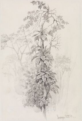 Baumstudie aus dem Urwald
