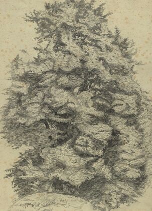 Baumstudie im Prater