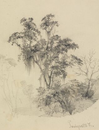 Baumstudie im Urwald
