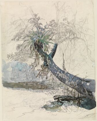 Baumzweig mit Lianen an einem Urwaldfluss