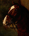 Bay Horse’s Head