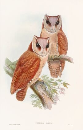 Bay Owl