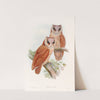 Bay Owl by John Gould