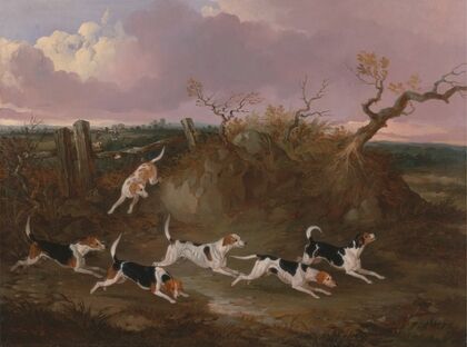 Beagles in Full Cry