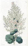 Beam-Tree-leaved Spirea