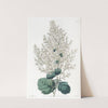 Beam-Tree-leaved Spirea by Sydenham Edwards