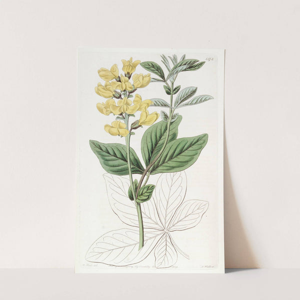 Bean-leaved Thermopsis by Sydenham Edwards