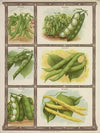Beans (1921)