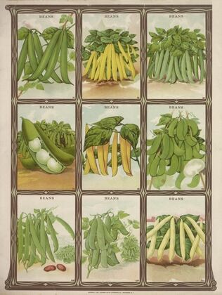 Beans (1921)