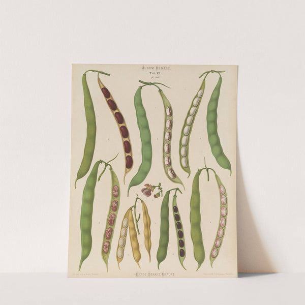 Beans &#8211; Dwarf French, Kidney, or Snap (1876-1886) by Ernst Benary