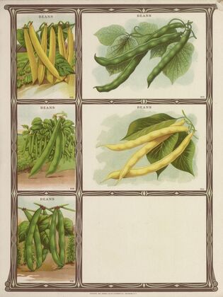 Beans (1921)