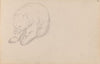 Bear (1850s)