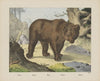Bear (1829-1880)