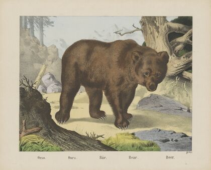 Bear (1829-1880)