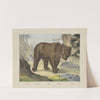 Bear (1829-1880) by Joseph Scholz